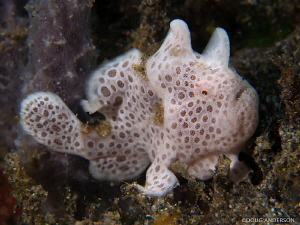 Juvenile Painted Frogfish, Manado by Doug Anderson 